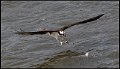 _7SB1019 osprey catching fish